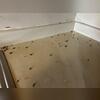 In order to get control of this massive infestation, we're applying a residual application that's combined with an EPA registered insect growth regulator throughout the kitchen and other harborage areas. This is going to affect the cockroaches' reproductive system and prevent them from reaching...
