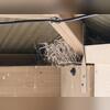 The homeowner had recently installed bird spikes to prevent the sparrows from roosting throughout the area, but that didn't work. The bird spikes failed against the sparrows because the spacing between the prongs is too wide for their tiny bodies, allowing them to comfortably perch and build nests...