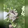 We then removed the nest and disposed of it, and the branch the nest was attached to, properly.