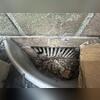 As we inspected the exterior of the building, we found out how the mice got inside - through the old and exposed crawl space vents!