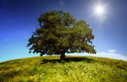 Illinois to Become Second State to Adopt 2012 International Energy Conservation Code