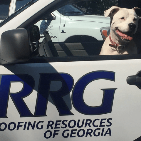Pete, the RRG Roofing & Gutters Office Dog